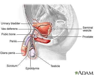 Prostate orgasms 101：What do you know about prostate?